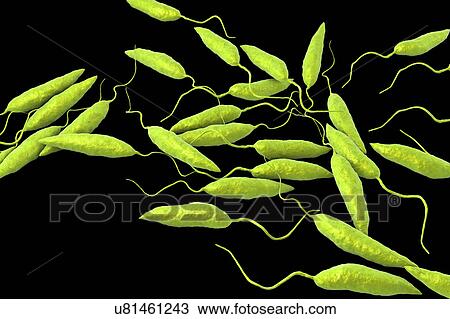 Stock Image - Leishmania sp. protozoa, computer illustration. This parasite causes the tropical disease leishmaniasis. This can take several forms, causing open sores on the skin or potentially fatal liver damage. It is transmitted by the bites of infected sandflies.. Fotosearch