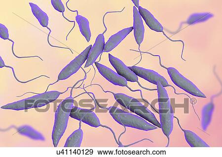 Stock Photo - Leishmania sp. protozoa, computer illustration. This parasite causes the tropical disease leishmaniasis. This can take several forms, causing open sores on the skin or potentially fatal liver damage. It is transmitted by the bites of infected sandflies.. Fotosearch