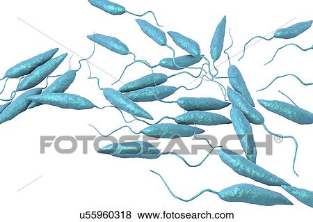 Stock Photo - Leishmania sp. protozoa, computer illustration. This parasite causes the tropical disease leishmaniasis. This can take several forms, causing open sores on the skin or potentially fatal liver damage. It is transmitted by the bites of infected sandflies.. Fotosearch