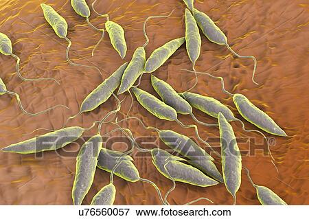 Stock Photo - Leishmania sp. protozoa, computer illustration. This parasite causes the tropical disease leishmaniasis. This can take several forms, causing open sores on the skin or potentially fatal liver damage. It is transmitted by the bites of infected sandflies.. Fotosearch