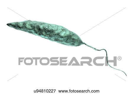Stock Photo - Leishmania sp. protozoa, computer illustration. This parasite causes the tropical disease leishmaniasis. This can take several forms, causing open sores on the skin or potentially fatal liver damage. It is transmitted by the bites of infected sandflies.. Fotosearch