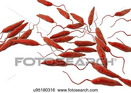 Leishmania sp. protozoa, computer illustration. This parasite causes the tropical disease leishmaniasis. This can take several forms, causing open sores on the skin or potentially fatal liver damage. It is transmitted by the bites of infected sandflies. View Large Photo Image Stock Photograph - Leishmania sp. protozoa, computer illustration. This parasite causes the tropical disease leishmaniasis. This can take several forms, causing open sores on the skin or potentially fatal liver damage. It is transmitted by the bites of infected sandflies.. Fotosearch