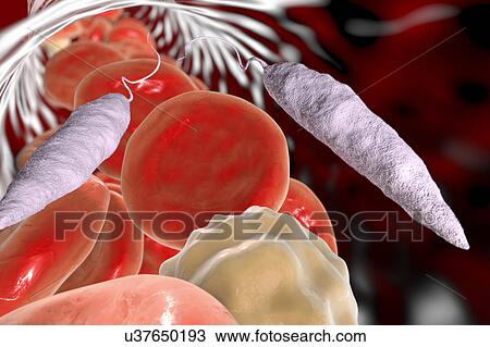 Leishmania sp. protozoa in blood, computer illustration. This parasite causes the tropical disease leishmaniasis. This can take several forms, causing open sores on the skin or potentially fatal liver damage. It is transmitted by the bites of infected... View Large Photo Image Stock Image - Leishmania sp. protozoa in blood, computer illustration. This parasite causes the tropical disease leishmaniasis. This can take several forms, causing open sores on the skin or potentially fatal liver damage. It is transmitted by the bites of infected.... Fotosearch