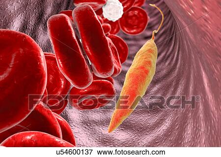 Leishmania sp. protozoa in blood, computer illustration. This parasite causes the tropical disease leishmaniasis. This can take several forms, causing open sores on the skin or potentially fatal liver damage. It is transmitted by the bites of infected... View Large Photo Image Stock Photo - Leishmania sp. protozoa in blood, computer illustration. This parasite causes the tropical disease leishmaniasis. This can take several forms, causing open sores on the skin or potentially fatal liver damage. It is transmitted by the bites of infected.... Fotosearch