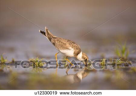 Little Ringed Plover (Charadrius dubius) wading in a pool. Photographed at Ein Afek Nature Reserve, Israel, in August View Large Photo Image Stock Photo - Little Ringed Plover (Charadrius dubius) wading in a pool. Photographed at Ein Afek Nature Reserve, Israel, in August. Fotosearch