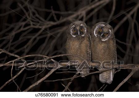 Long-eared Owl (Asio otus) in a tree. This owl inhabits woodland near open country throughout the northern hemisphere. It is strictly nocturnal and feeds mainly on small mammals such as mice and voles Photographed in Israel in April View Large Photo Image Stock Image - Long-eared Owl (Asio otus) in a tree. This owl inhabits woodland near open country throughout the northern hemisphere. It is strictly nocturnal and feeds mainly on small mammals such as mice and voles Photographed in Israel in April. Fotosearch