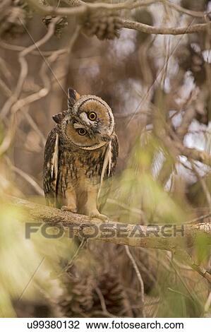 Stock Image - Long-eared Owl (Asio otus) in a tree. This owl inhabits woodland near open country throughout the northern hemisphere. It is strictly nocturnal and feeds mainly on small mammals such as mice and voles Photographed in Israel in April. Fotosearch
