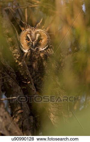 Stock Photo - Long-eared Owl (Asio otus) in a tree. This owl inhabits woodland near open country throughout the northern hemisphere. It is strictly nocturnal and feeds mainly on small mammals such as mice and voles Photographed in Israel in April. Fotosearch