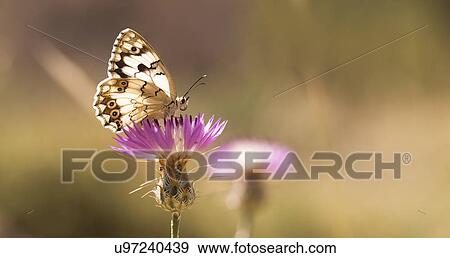 Marble White (Melanargia titea titania) on a thistle flower. Photographed in Israel in April View Large Photo Image Stock Photo - Marble White (Melanargia titea titania) on a thistle flower. Photographed in Israel in April. Fotosearch