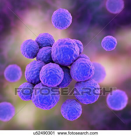 MRSA bacteria. Computer artwork of methicillin-resistant Staphylococcus aureus (MRSA) bacteria. View Large Photo Image Stock Image - MRSA bacteria. Computer artwork of methicillin-resistant Staphylococcus aureus (MRSA) bacteria.. Fotosearch