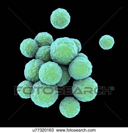 MRSA bacteria. Computer artwork of methicillin-resistant Staphylococcus aureus (MRSA) bacteria. View Large Photo Image Stock Image - MRSA bacteria. Computer artwork of methicillin-resistant Staphylococcus aureus (MRSA) bacteria.. Fotosearch