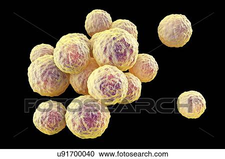 MRSA bacteria. Computer artwork of methicillin-resistant Staphylococcus aureus (MRSA) bacteria. View Large Photo Image Stock Image - MRSA bacteria. Computer artwork of methicillin-resistant Staphylococcus aureus (MRSA) bacteria.. Fotosearch
