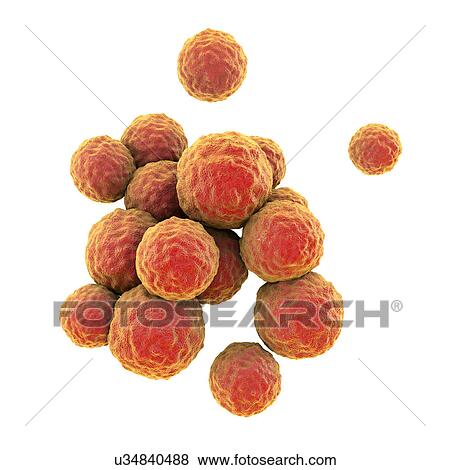 MRSA bacteria. Computer artwork of methicillin-resistant Staphylococcus aureus (MRSA) bacteria. View Large Photo Image Stock Photo - MRSA bacteria. Computer artwork of methicillin-resistant Staphylococcus aureus (MRSA) bacteria.. Fotosearch