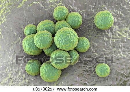 Stock Photo - MRSA bacteria. Computer artwork of methicillin-resistant Staphylococcus aureus (MRSA) bacteria.. Fotosearch