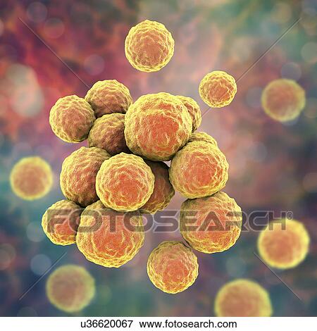 MRSA bacteria. Computer artwork of methicillin-resistant Staphylococcus aureus (MRSA) bacteria. View Large Photo Image Stock Photo - MRSA bacteria. Computer artwork of methicillin-resistant Staphylococcus aureus (MRSA) bacteria.. Fotosearch