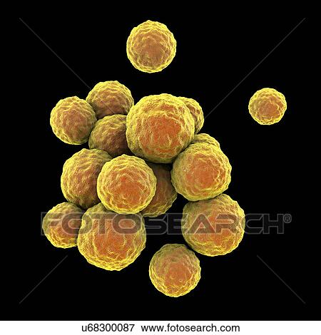 Stock Photo - MRSA bacteria. Computer artwork of methicillin-resistant Staphylococcus aureus (MRSA) bacteria.. Fotosearch