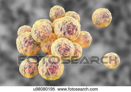 Stock Photography - MRSA bacteria. Computer artwork of methicillin-resistant Staphylococcus aureus (MRSA) bacteria.. Fotosearch