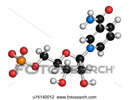 Nicotinamide mononucleotide molecule. Precursor of NAD+. 3D rendering. Atoms are represented as spheres with conventional colour coding: hydrogen (white), carbon (black), oxygen (red), nitrogen (blue), phosphorus (orange). View Large Photo Image Stock Image - Nicotinamide mononucleotide molecule. Precursor of NAD+. 3D rendering. Atoms are represented as spheres with conventional colour coding: hydrogen (white), carbon (black), oxygen (red), nitrogen (blue), phosphorus (orange).. Fotosearch