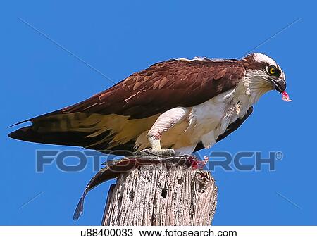 Osprey View Large Photo Image Stock Image - Osprey. Fotosearch