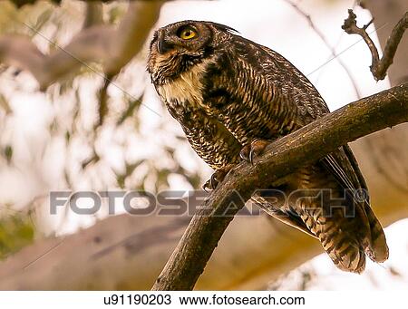 Stock Image - Owl. Fotosearch