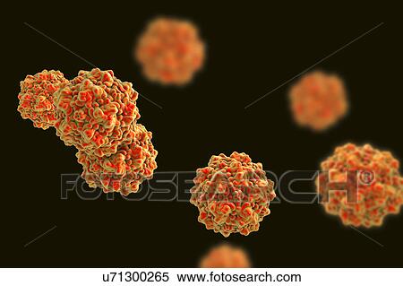 Parvovirus particles, computer illustration. Molecular model showing the structure of the capsid (outer protein coat) of a human parvovirus (family Parvoviridae) particle. Parvoviridae viruses include the smallest known viruses and some of the most... View Large Photo Image Stock Photography - Parvovirus particles, computer illustration. Molecular model showing the structure of the capsid (outer protein coat) of a human parvovirus (family Parvoviridae) particle. Parvoviridae viruses include the smallest known viruses and some of the most.... Fotosearch