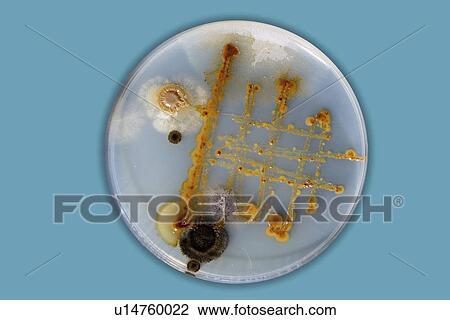 Stock Image - Petri dish with bacteria.. Fotosearch