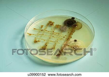 Stock Image - Petri dish with bacteria.. Fotosearch