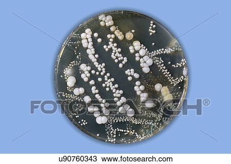 Stock Image - Petri dish with bacteria.. Fotosearch