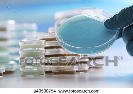 Picture - Petri dish with blue sample.. Fotosearch