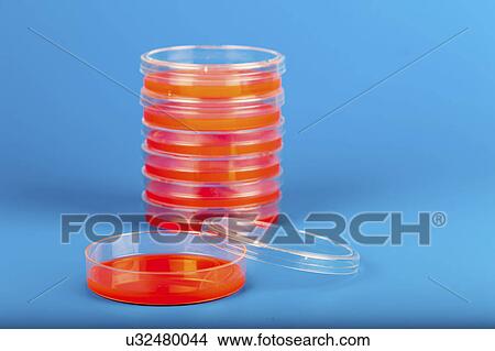 Petri dishes against blue background. View Large Photo Image Picture - Petri dishes against blue background.. Fotosearch