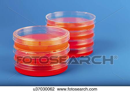 Petri dishes against blue background. View Large Photo Image Stock Image - Petri dishes against blue background.. Fotosearch