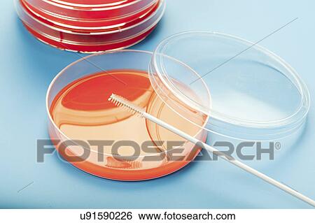 Petri dishes against blue background. View Large Photo Image Stock Photograph - Petri dishes against blue background.. Fotosearch