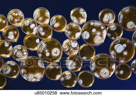 Petri dishes with bacteria. View Large Photo Image Stock Photo - Petri dishes with bacteria.. Fotosearch