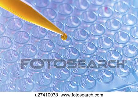 Pipette and multi well tray. View Large Photo Image Stock Photo - Pipette and multi well tray.. Fotosearch