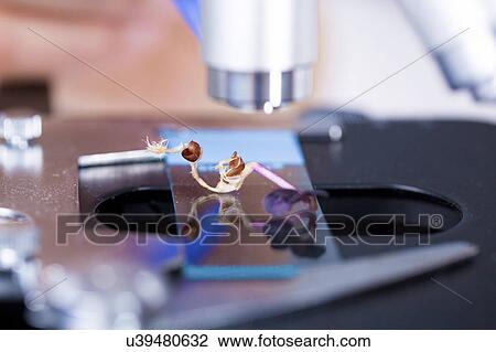 Plant on microscope slide, close up. View Large Photo Image Stock Image - Plant on microscope slide, close up.. Fotosearch