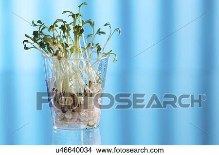 Picture - Plants in beaker against a blue background.. Fotosearch