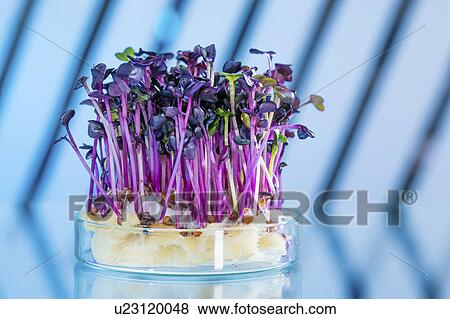 Plants in beaker against a blue background. View Large Photo Image Stock Photo - Plants in beaker against a blue background.. Fotosearch