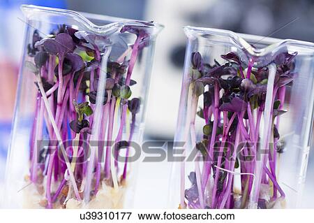 Plants in beakers, close up. View Large Photo Image Stock Photo - Plants in beakers, close up.. Fotosearch