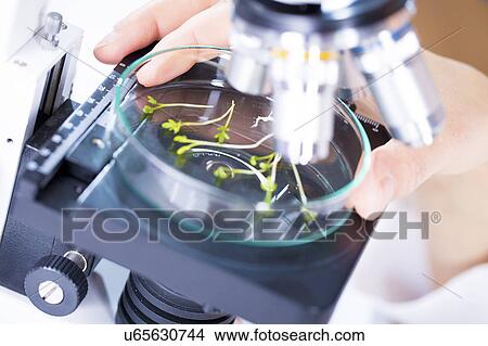 Picture - Plants in petri dish under microscope, close up.. Fotosearch