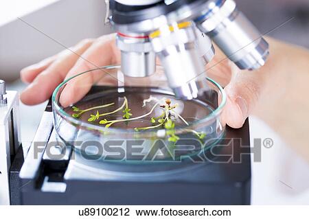 Stock Image - Plants in petri dish under microscope, close up.. Fotosearch