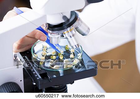 Stock Photo - Plants in petri dish under microscope, close up.. Fotosearch