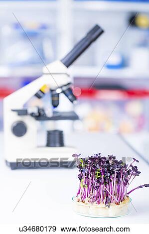 Plants in petri dish with microscope. View Large Photo Image Stock Photo - Plants in petri dish with microscope.. Fotosearch