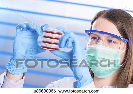 Scientist examining petri dishes View Large Photo Image Stock Photography - Scientist examining petri dishes. Fotosearch