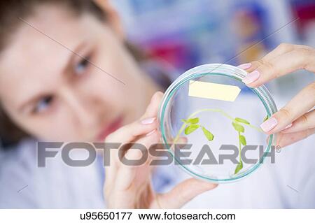Scientist examining plant in a petri dish View Large Photo Image Stock Photo - Scientist examining plant in a petri dish. Fotosearch