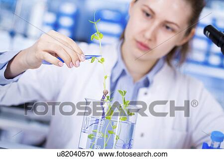 Scientist examining plant View Large Photo Image Stock Image - Scientist examining plant. Fotosearch