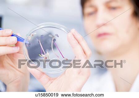 Scientist examining plants in a petri dish View Large Photo Image Stock Photo - Scientist examining plants in a petri dish. Fotosearch