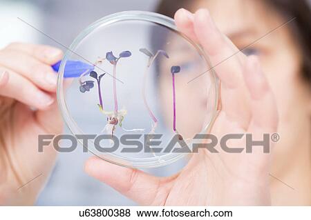 Stock Photo - Scientist examining plants in a petri dish. Fotosearch
