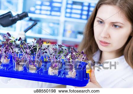 Scientist examining plants View Large Photo Image Stock Photo - Scientist examining plants. Fotosearch