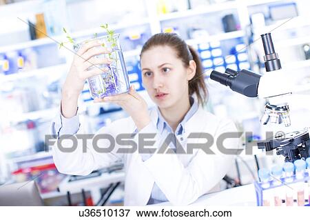 Scientist holding plant in beaker View Large Photo Image Stock Photo - Scientist holding plant in beaker. Fotosearch