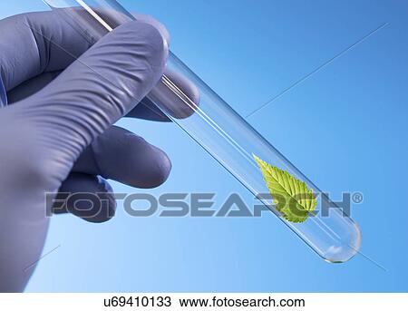 Stock Image - Scientist holding test tube with green leaf.. Fotosearch